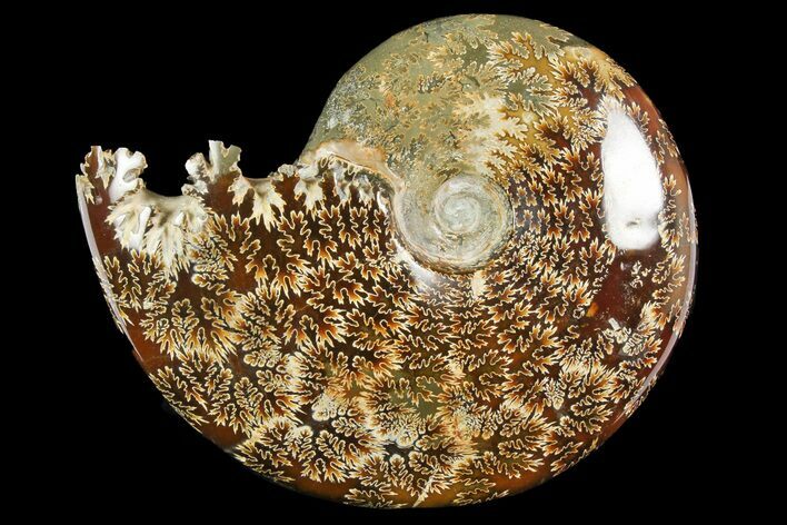 Polished Ammonite (Cleoniceras) Fossil - Madagascar #158270
